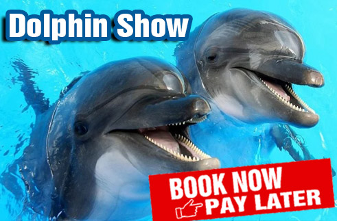 Dolphin Show Antalya